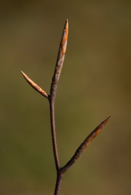 Fagus sylvatica 'Mercedes' - buk lesní - pupen